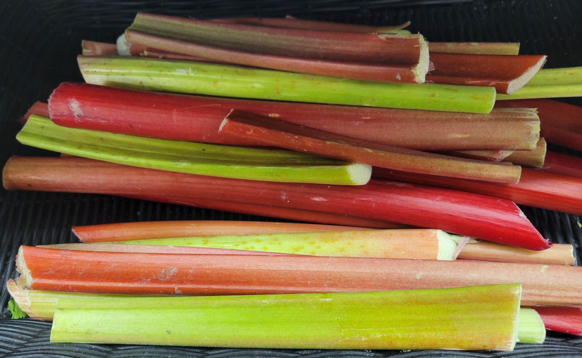 A basket full of red and green rhubarb stalks