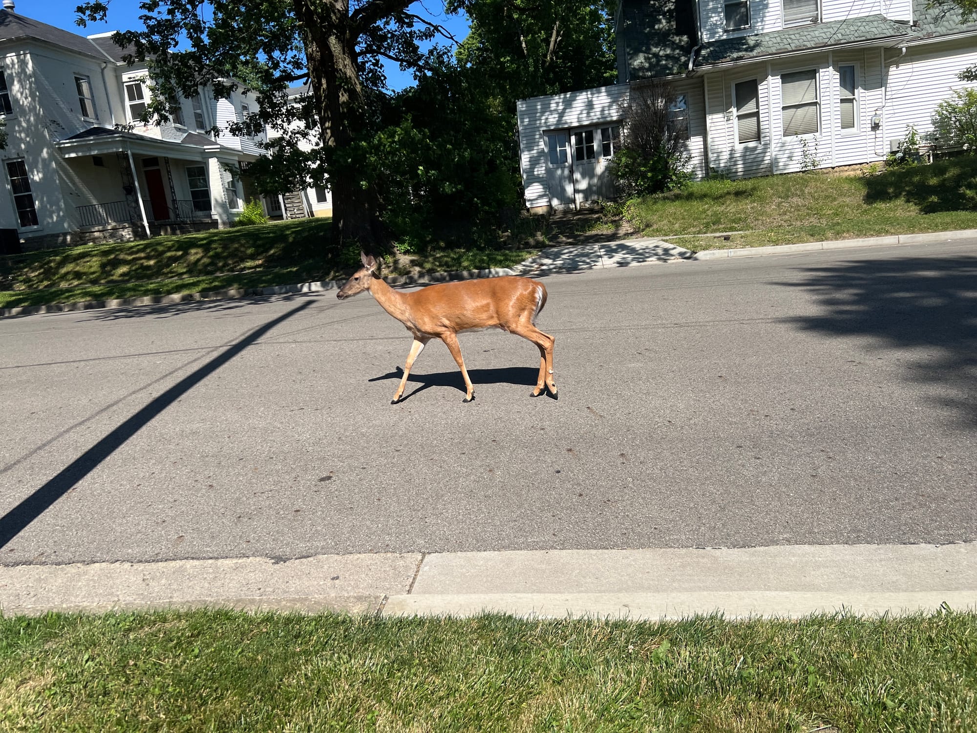 A deer walks down the street in Oxford