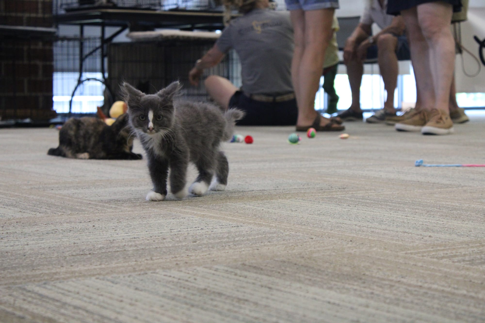 A kitten walks around the room at the Oxford Lane Library