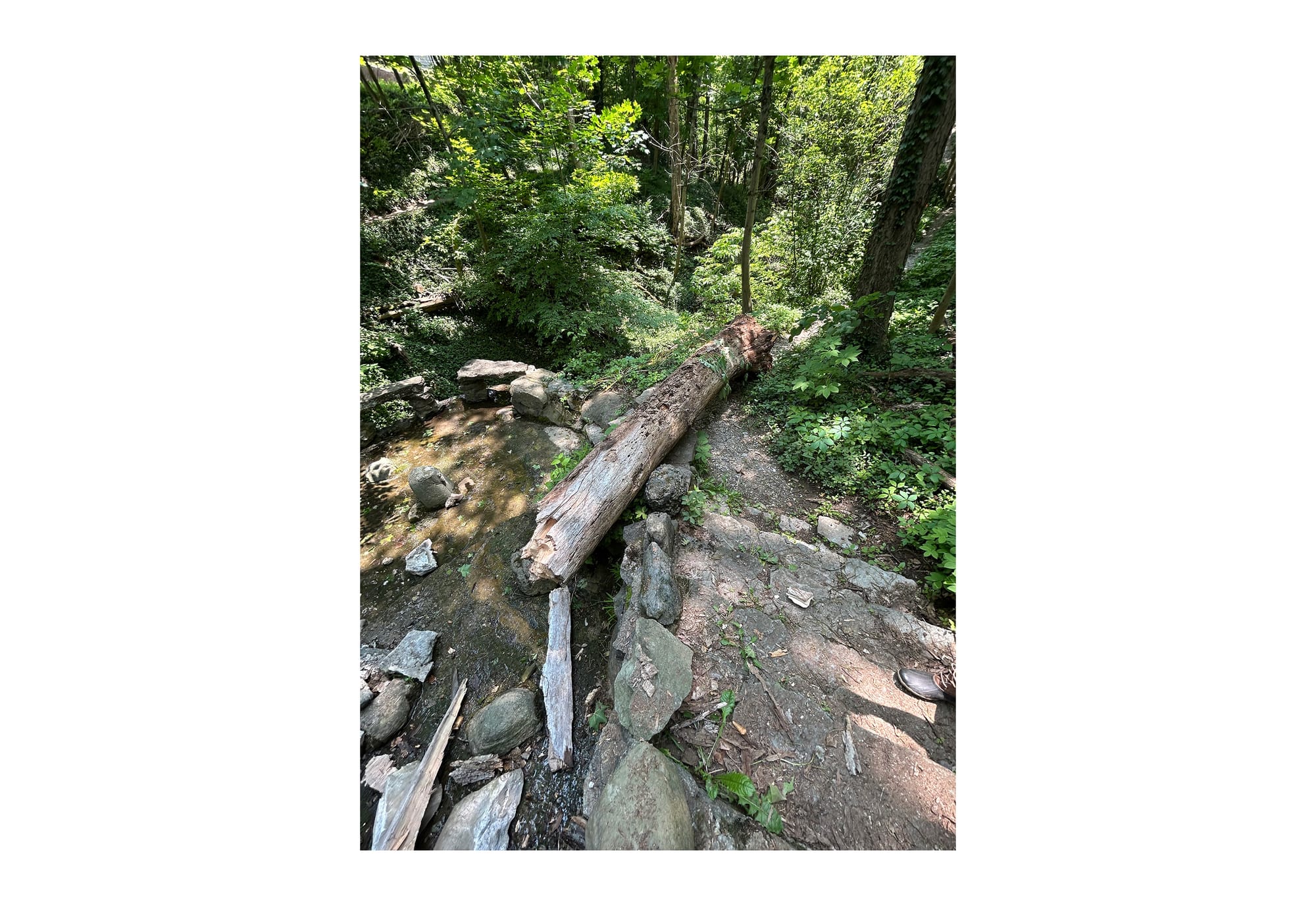 A fallen tree damaged a stone structure in the Silvoor Biological Sanctuary.