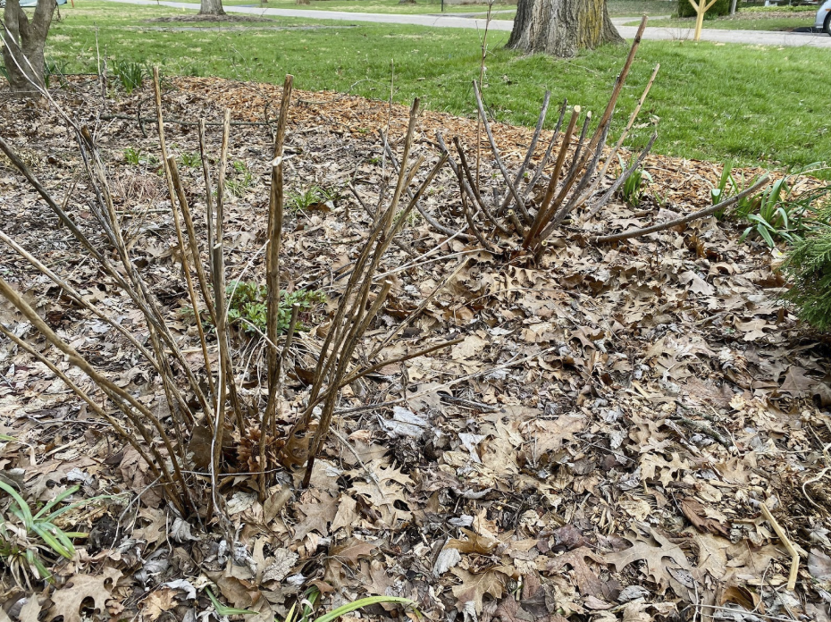 Last year’s flower stems remain in the garden for this year’s pollinators.
