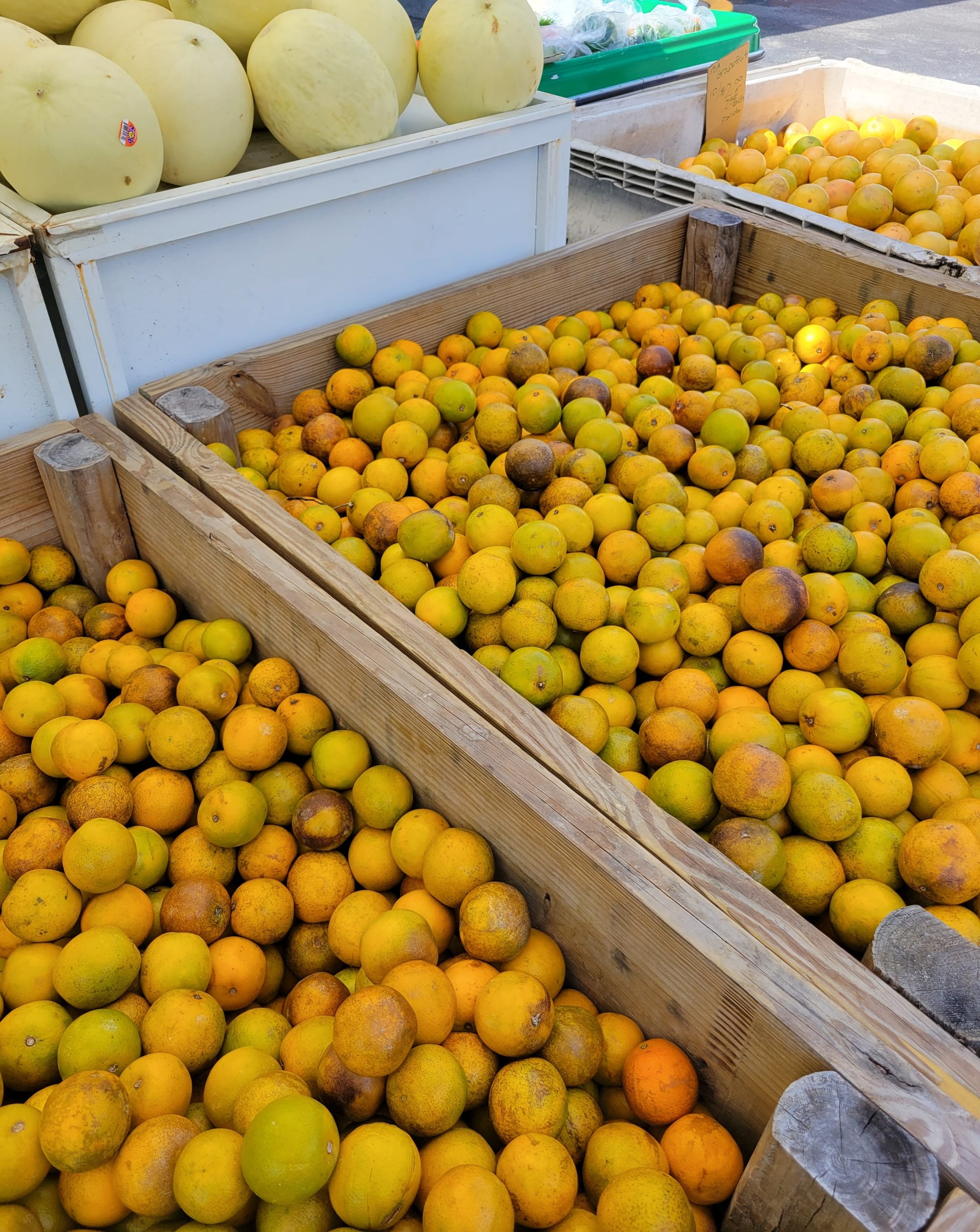 Florida farmers market oranges