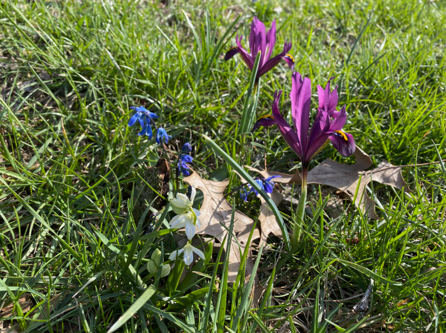 Spring bulbs: A gift for your future self