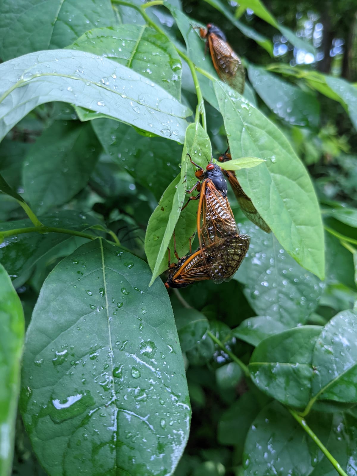 Oxford's cicada populations show shifts across generations