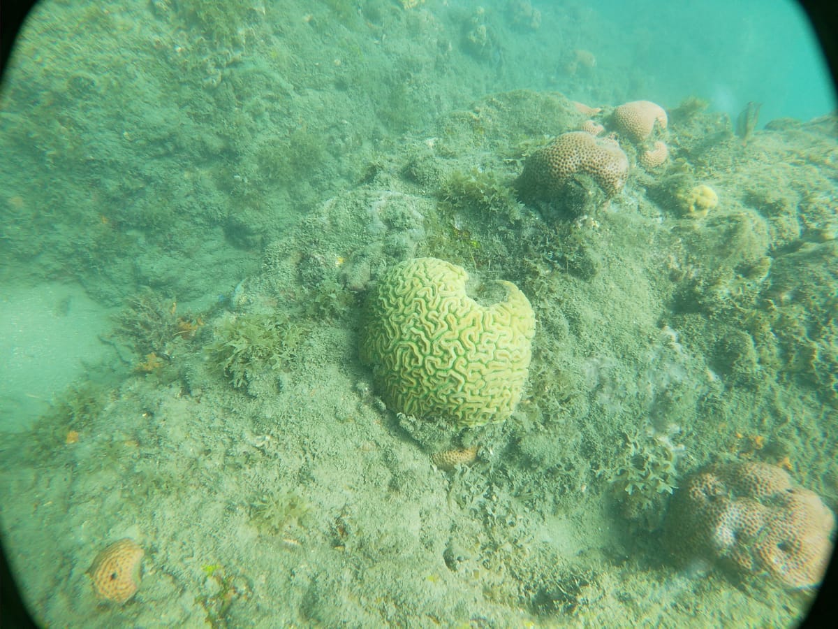 Miami alum studies coral spawning in Colombia to support reef restoration