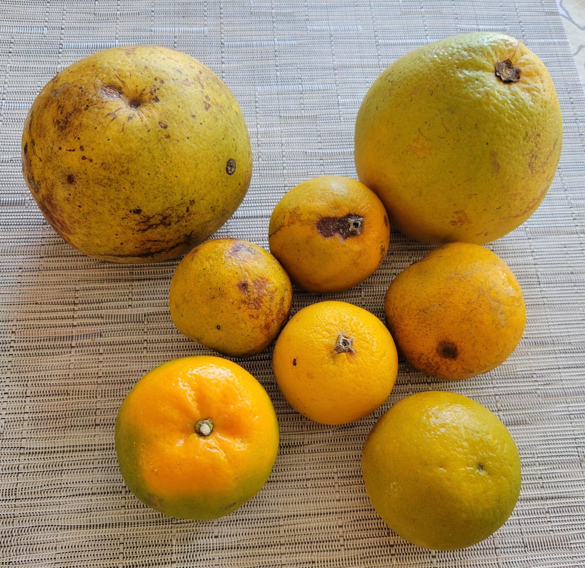On My Plate: The citrus crisis