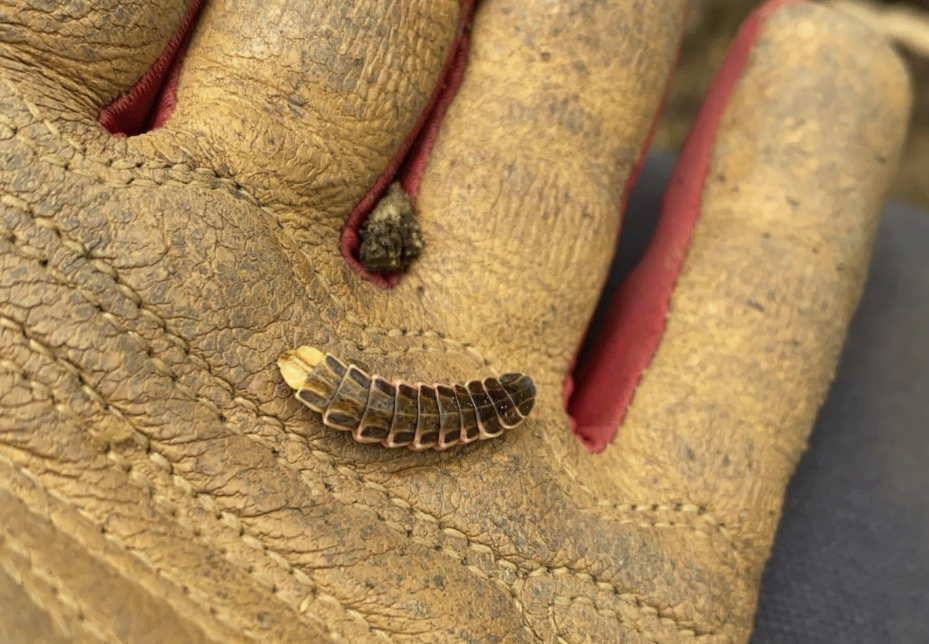 Wild Ones 101: Spring garden clean up methods that support pollinators