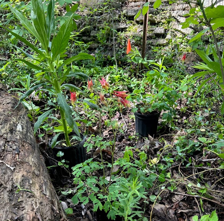 Native plants grow in the Silvoor Biological Sanctuary