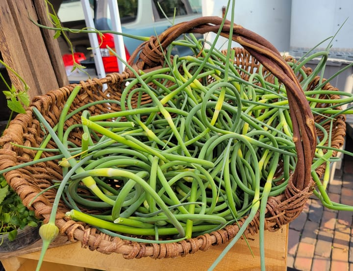 Scapes, which are the stalk and flower bud of a garlic plant, are two-feet long, curly green stalks.