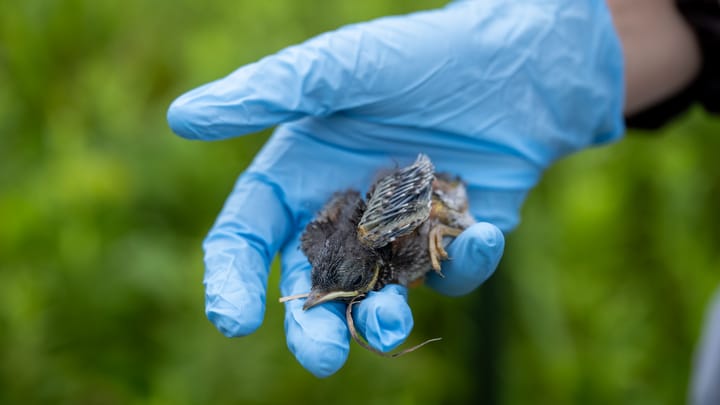 Allison Helferich holds a baby bird that lives in a bird box at the ERC.