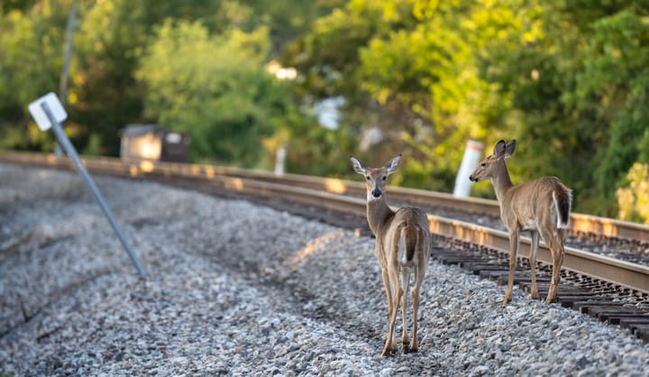Current program improvements, third-party help head discussion on deer management in Oxford