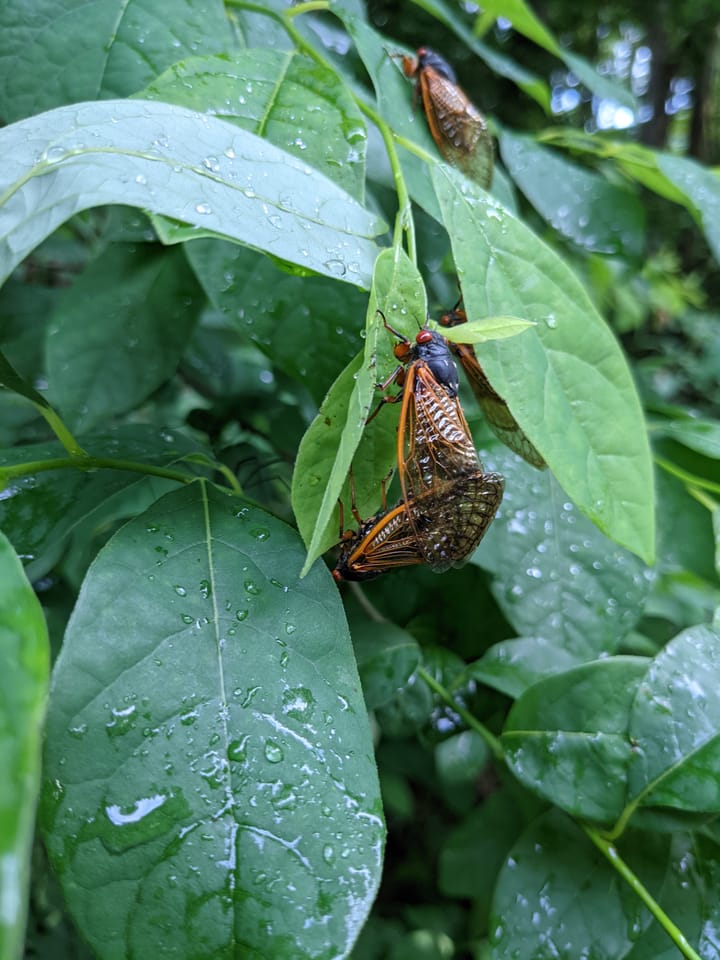 Oxford's cicada populations show shifts across generations