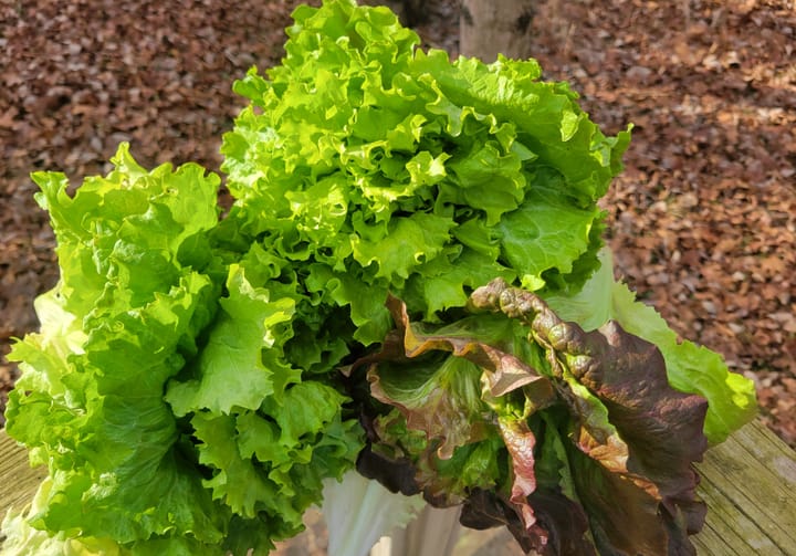 Green lettuce