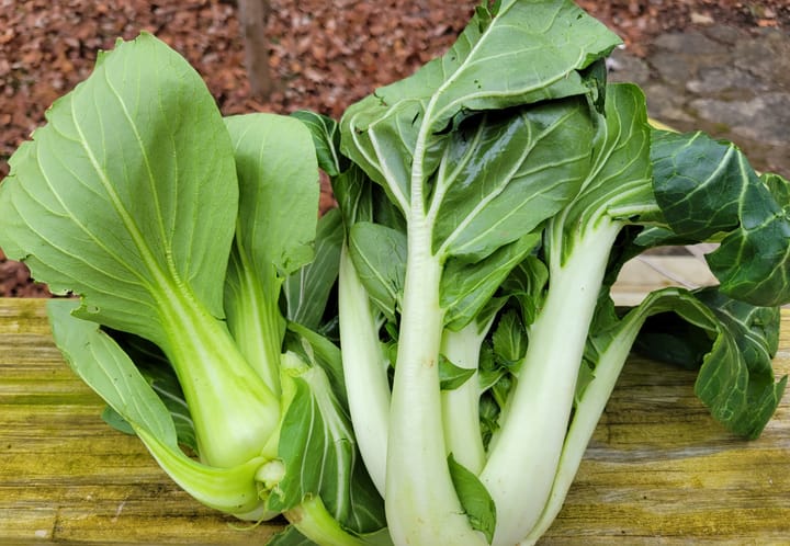 Local bok choy (left) Shanghai (right) standard.