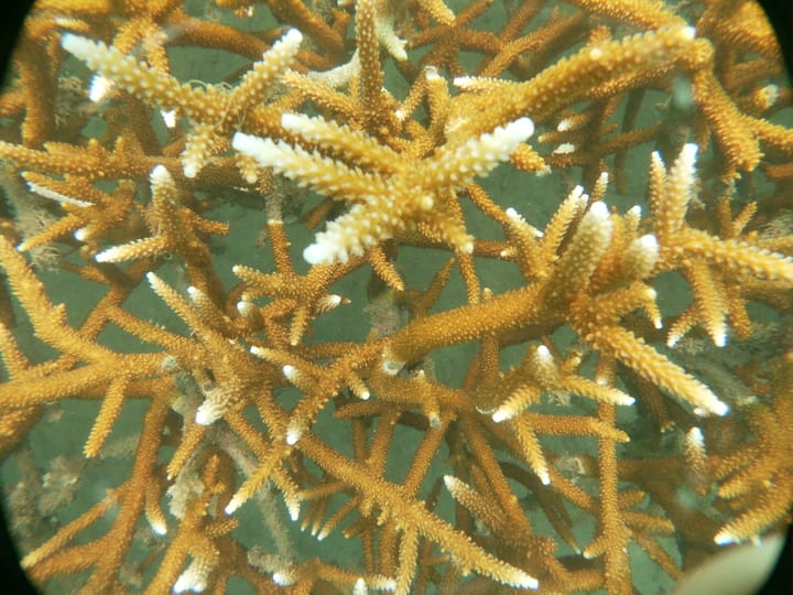 Miami alum studies coral spawning in Colombia to support reef restoration