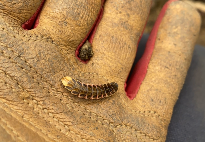  Firefly larva found in the garden leaf litter.